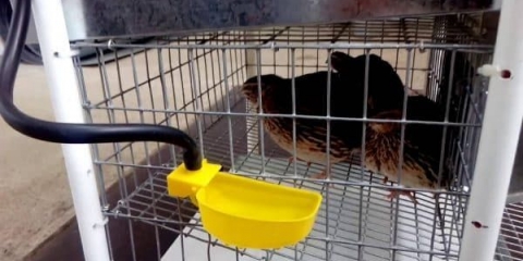 5 Vrsta pojilica za prepelice i kako ih sami napraviti